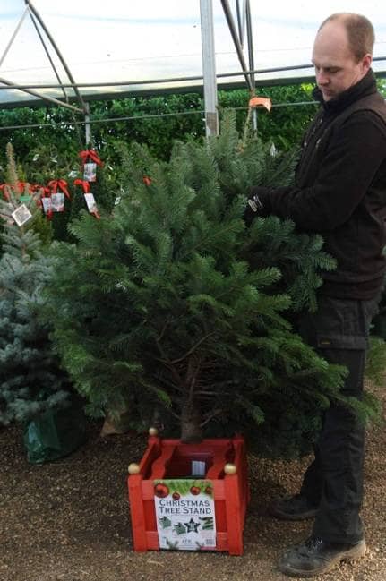 Putting Christmas tree into stand